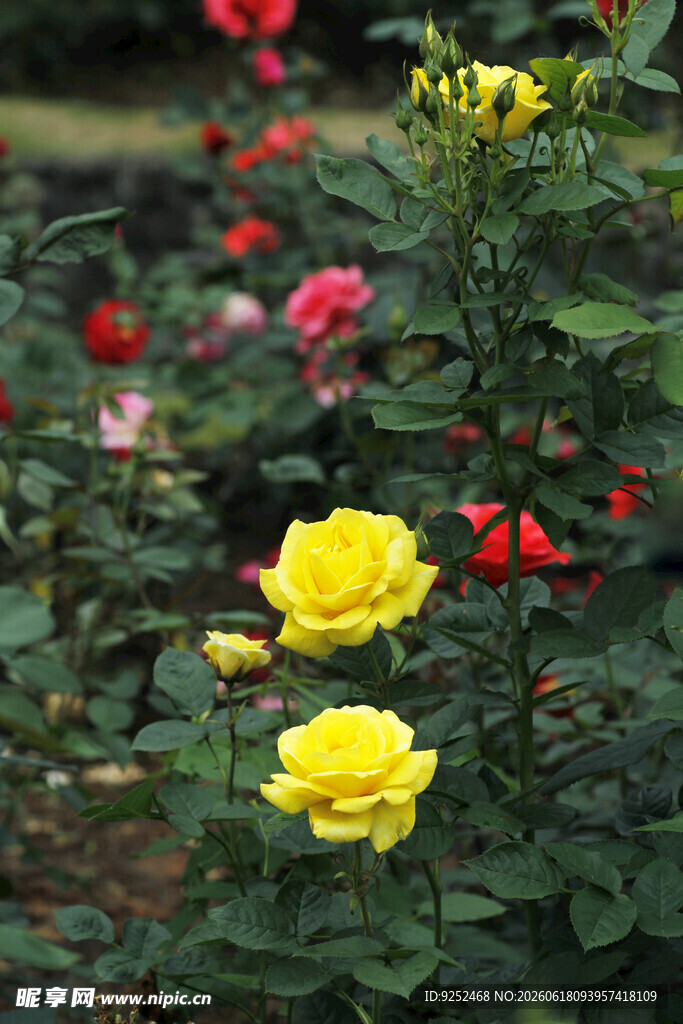 月季花 黄色