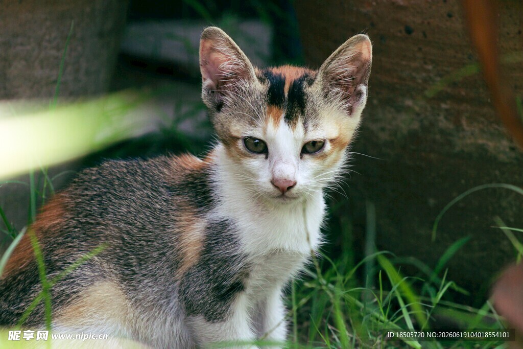 草地上的三色小猫