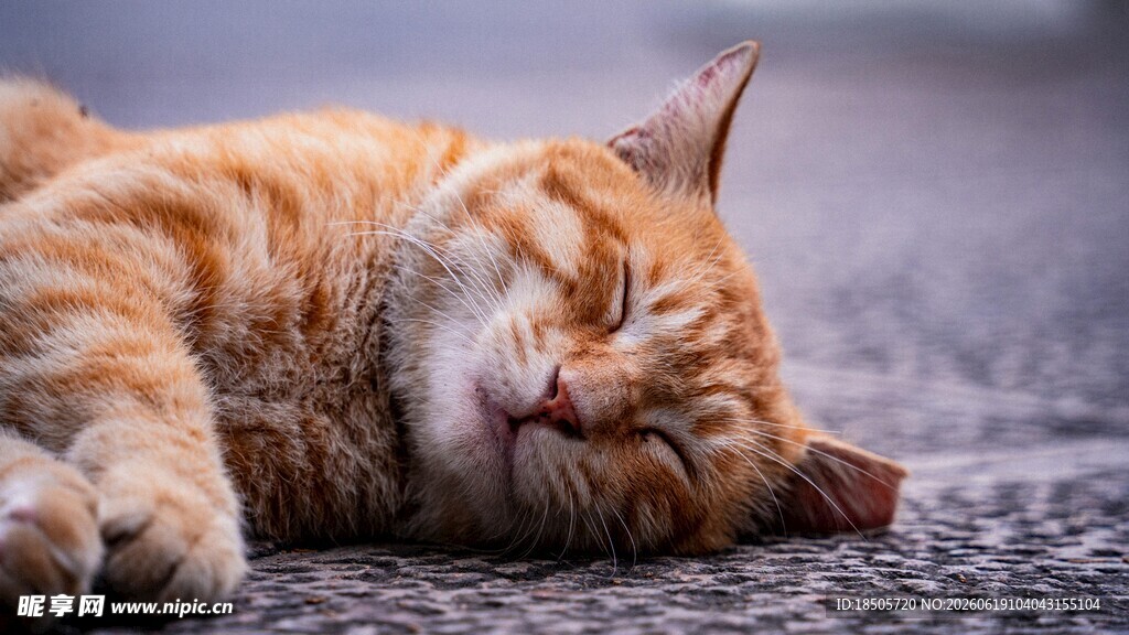 橘猫惬意躺卧