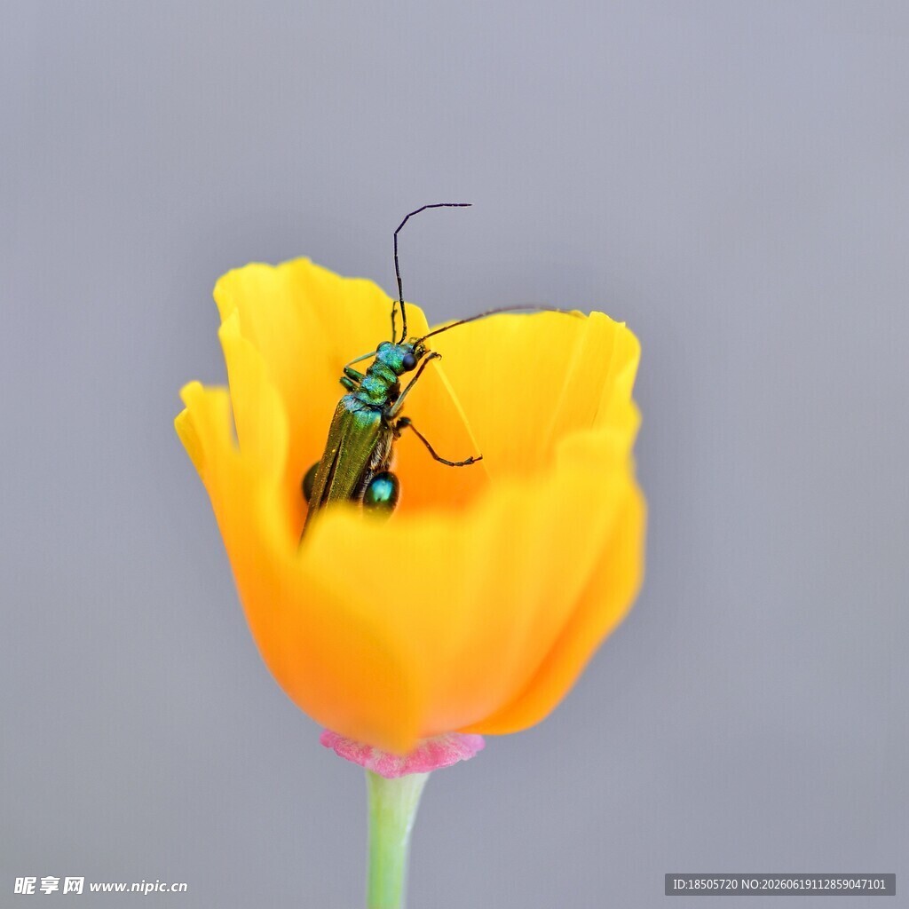黄花朵上的绿色甲虫