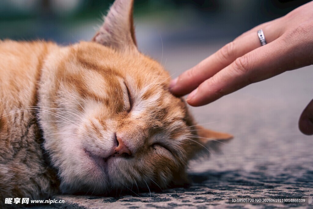 温柔抚摸下惬意的猫咪