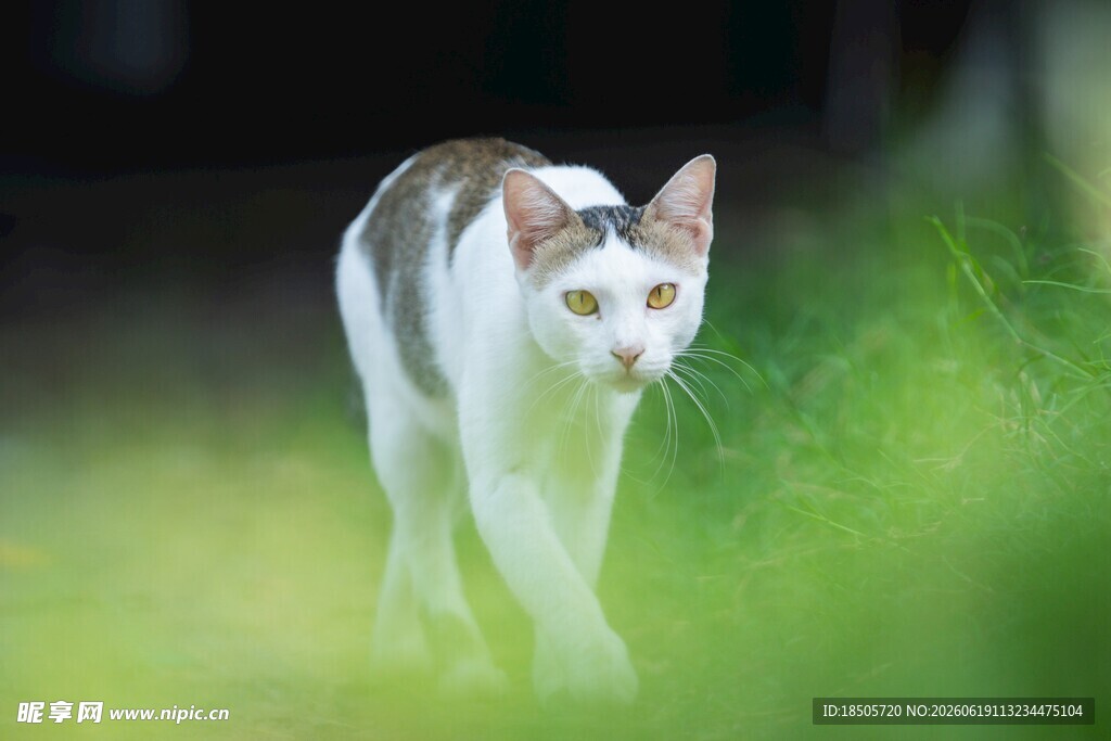 漫步草丛中的可爱猫咪
