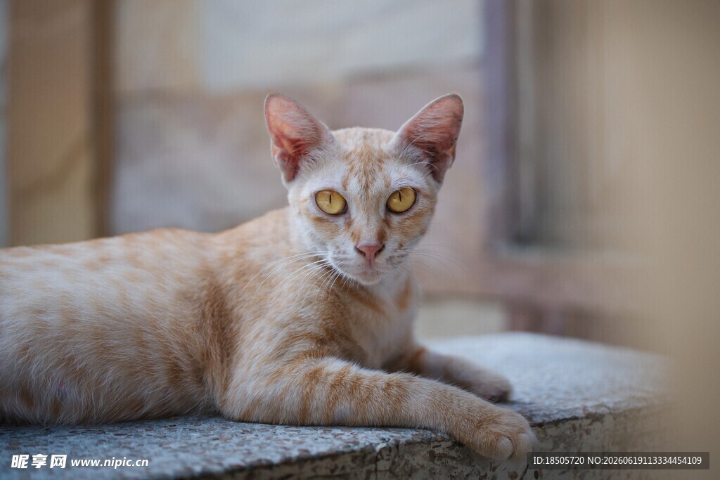 橘猫趴坐