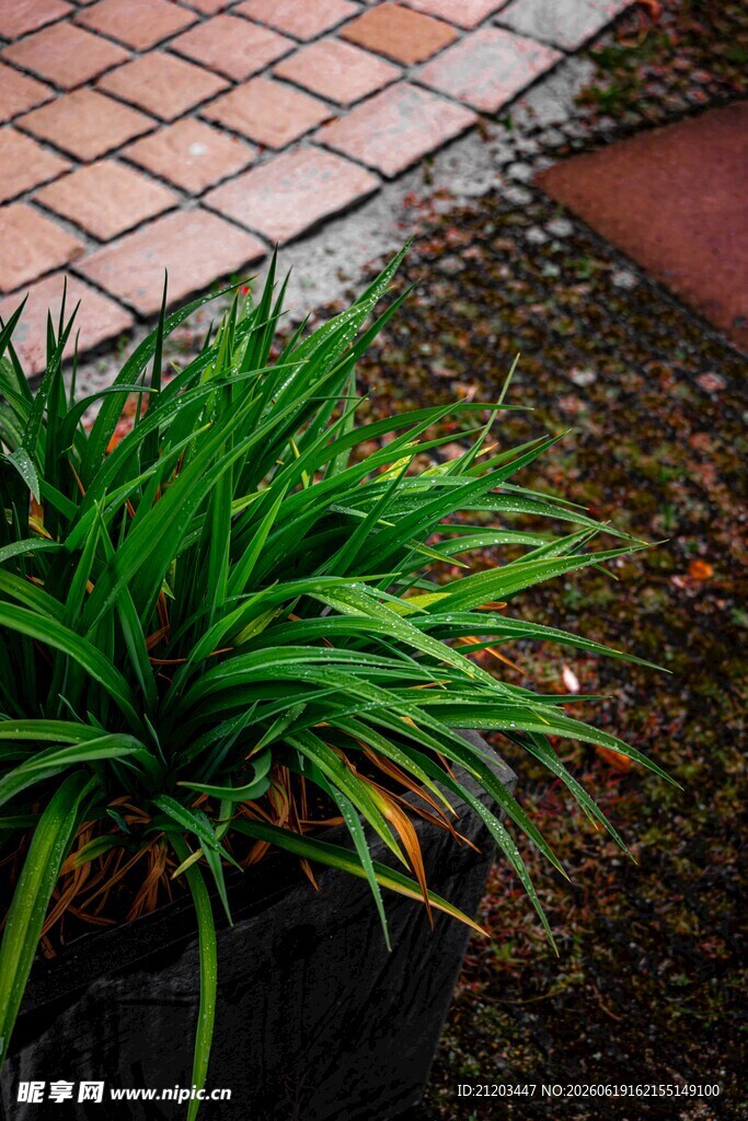 庭院中的翠绿植物