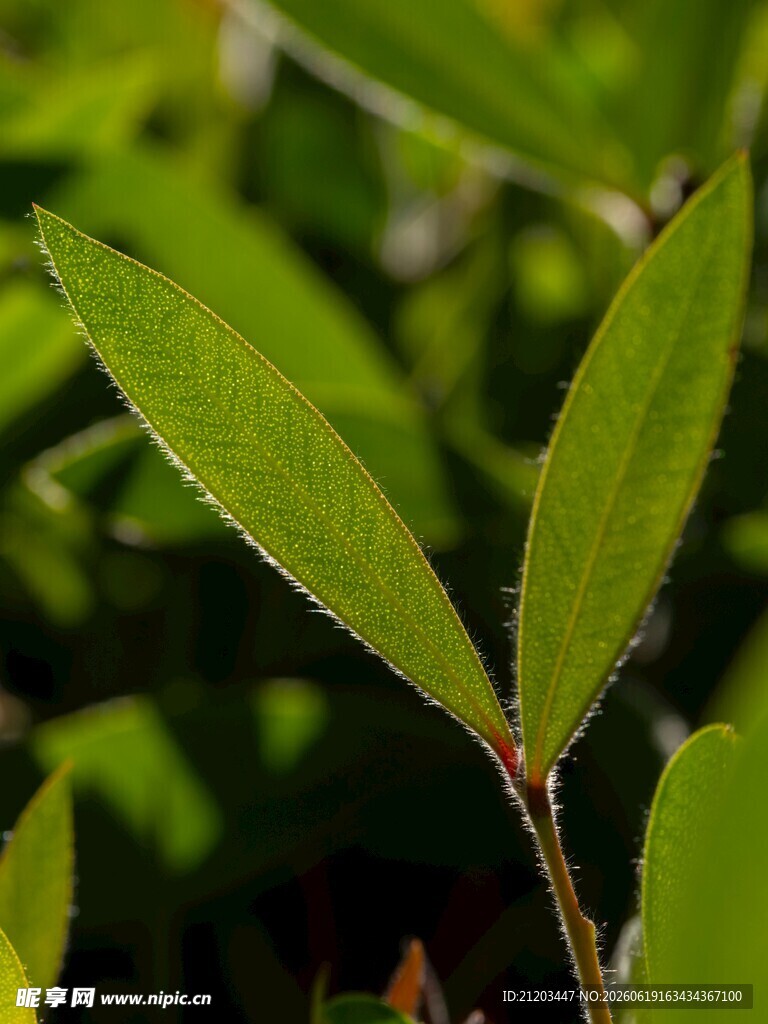 嫩绿叶片特写