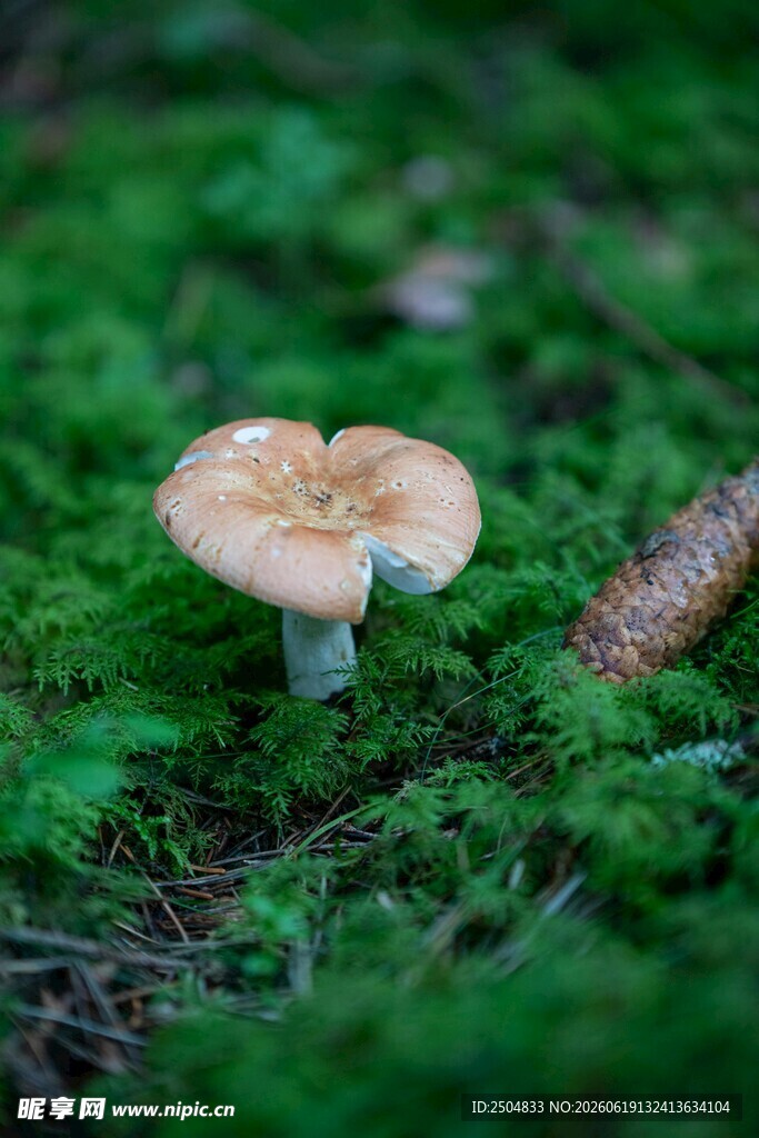 草地上的蘑菇与松果