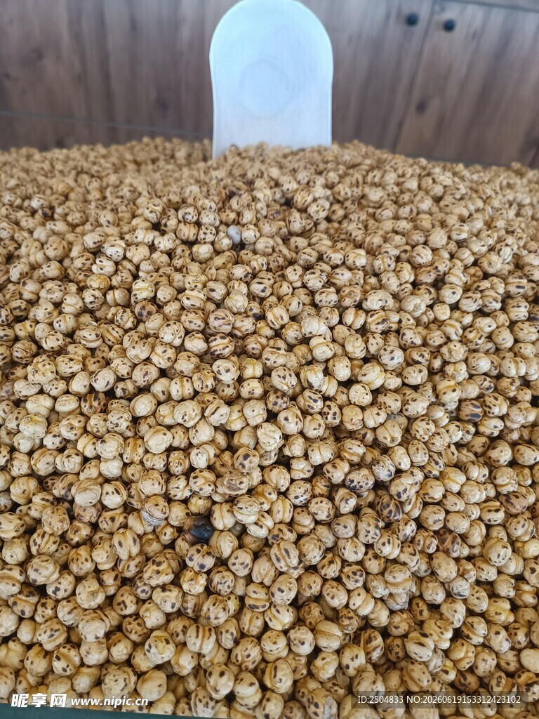 大量饱满玉米粒展示