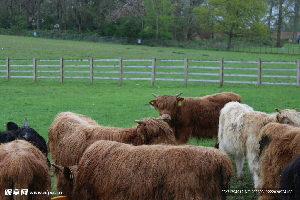 草原上的牛群