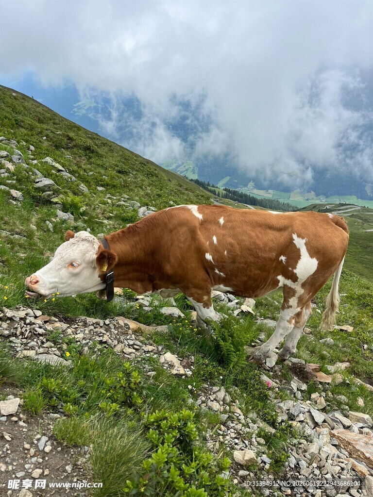 山坡上的奶牛