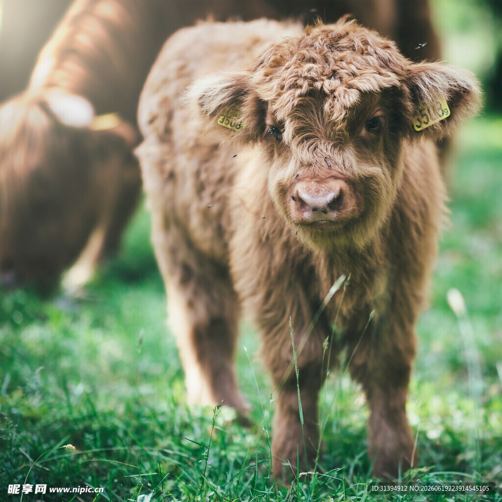 可爱小牛站在翠绿草地上
