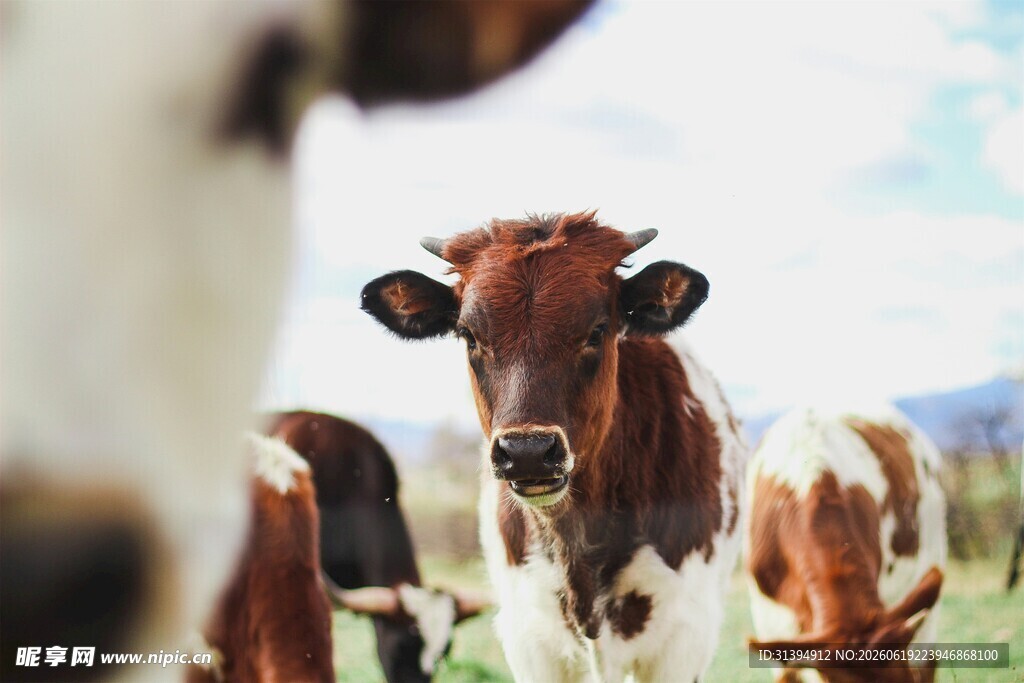 田园中的可爱奶牛