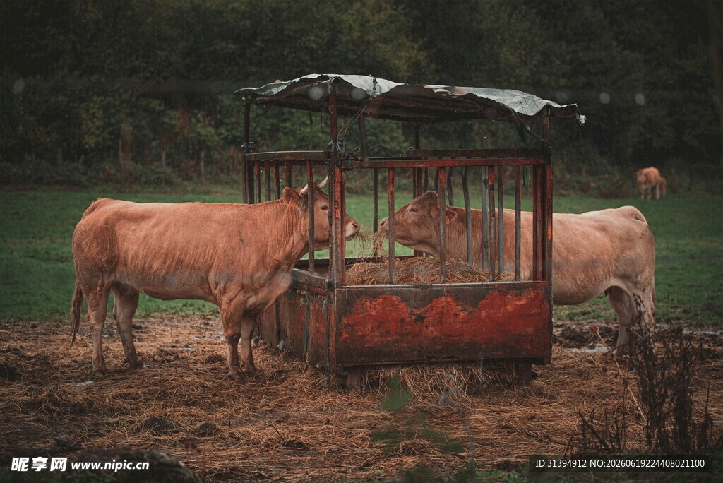 牛群旁的简易红色饲养装置