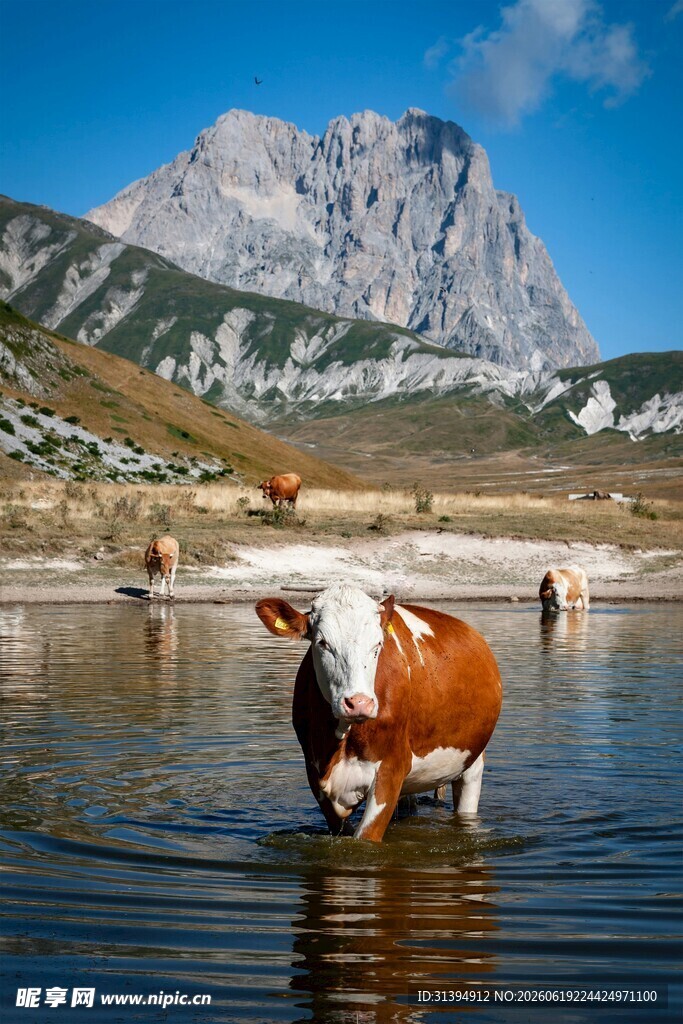 牛群在山水间涉水图景