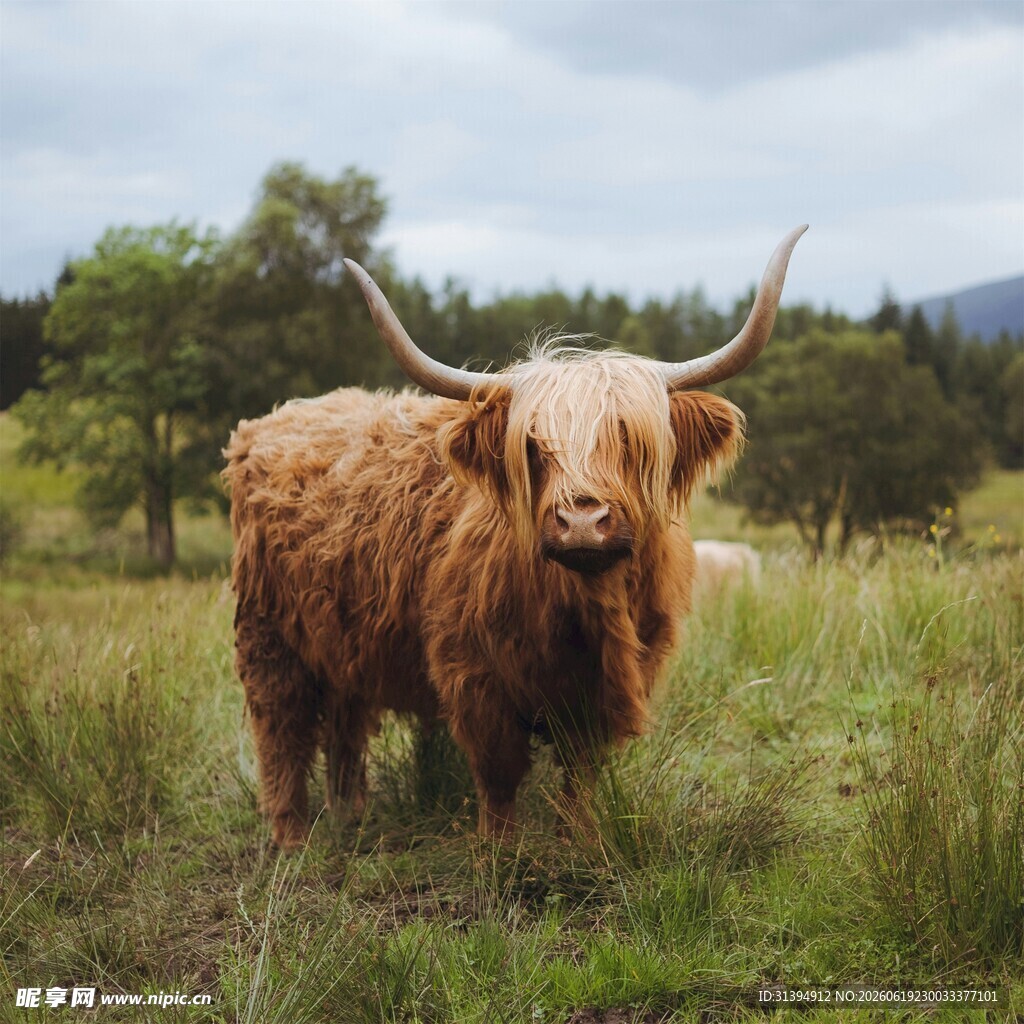 苏格兰高地牛站在草地中