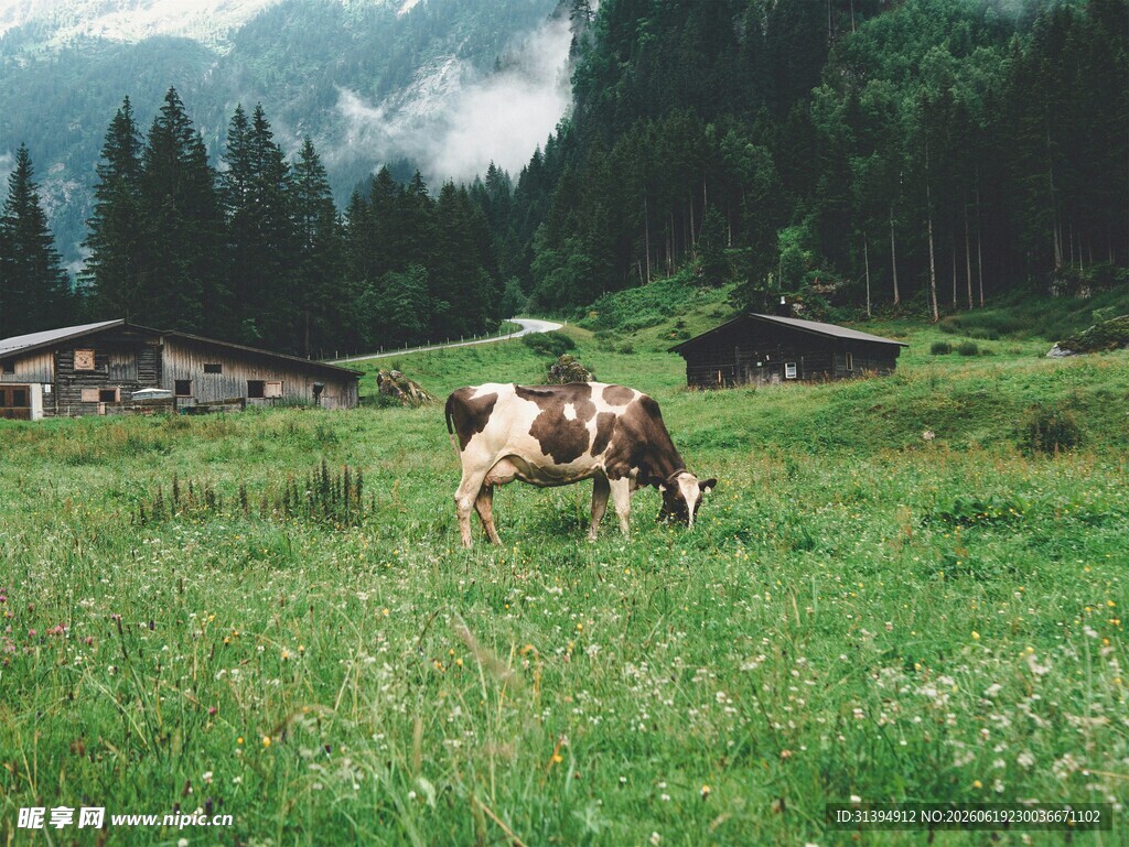 草原上的牛与山间小屋