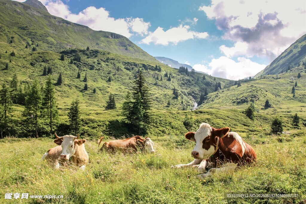 山间牧场景色