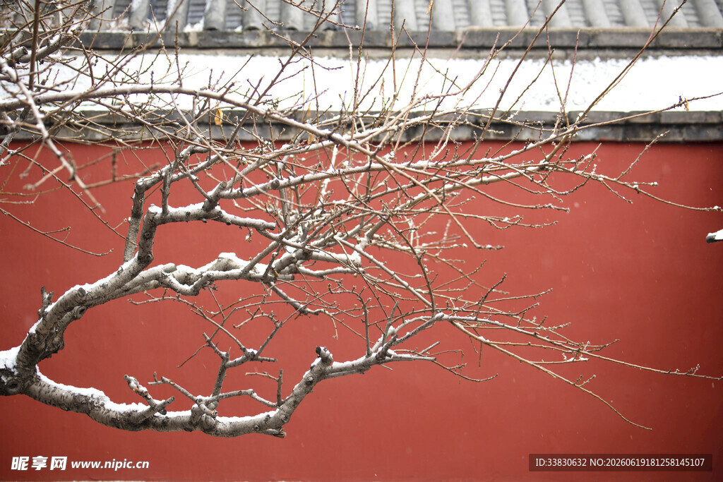 红墙雪枝景