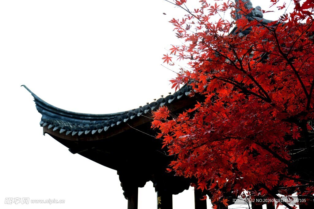 古亭旁的红枫美景