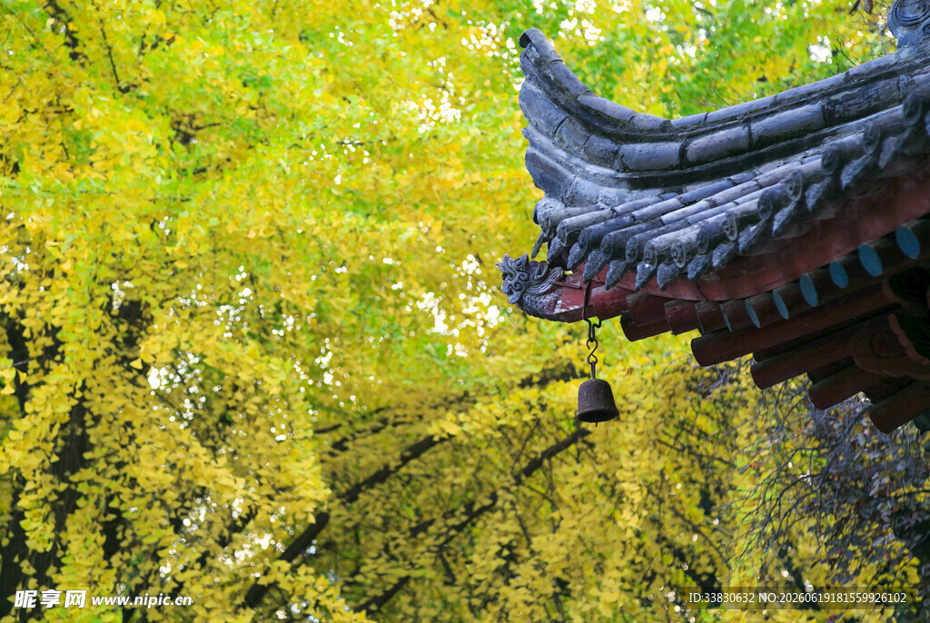 秋日古建旁的金黄银杏