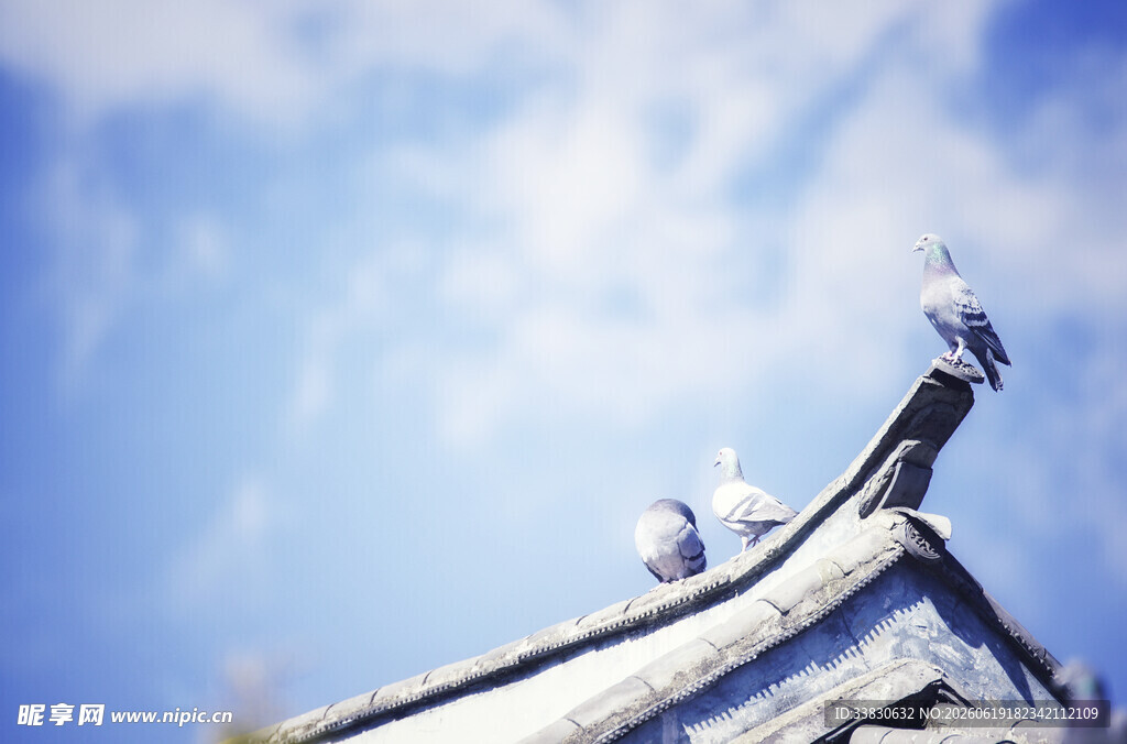 屋顶上的鸽子