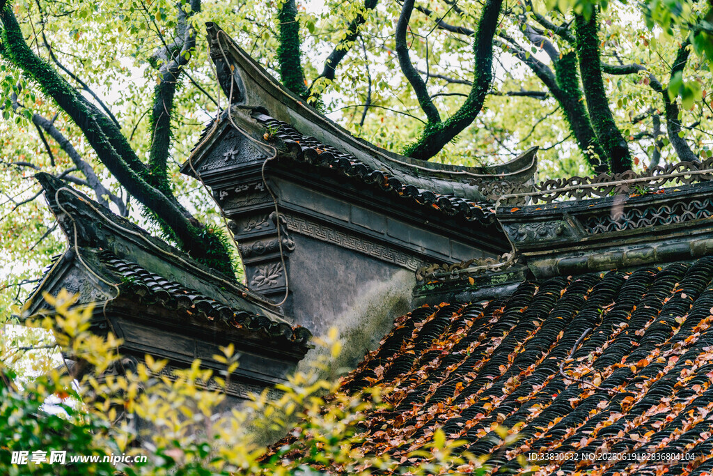 古屋檐下的盎然绿意