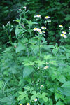 野菊花