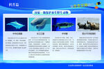 海洋生物保护