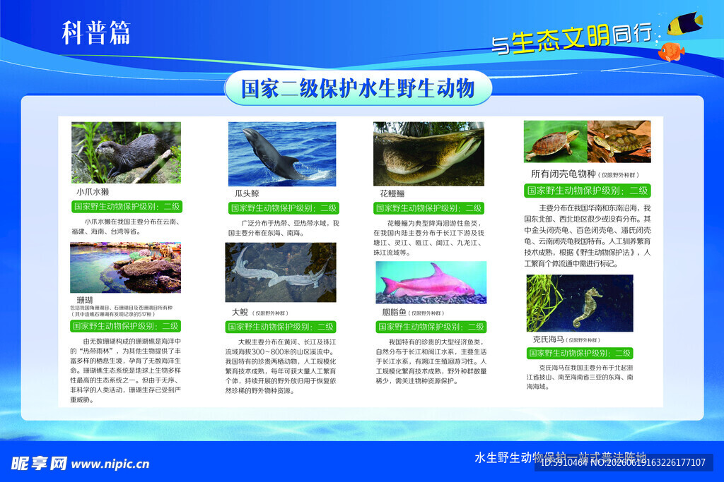 海洋生物科普展示页面