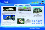 海洋生物科普展示页面