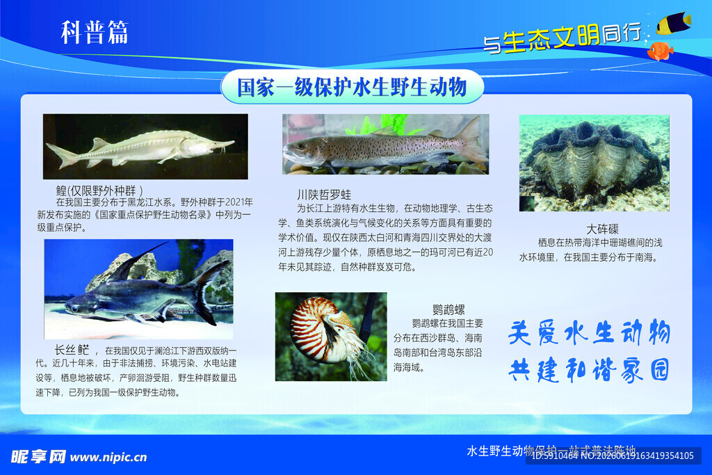 海洋生物科普展示页面