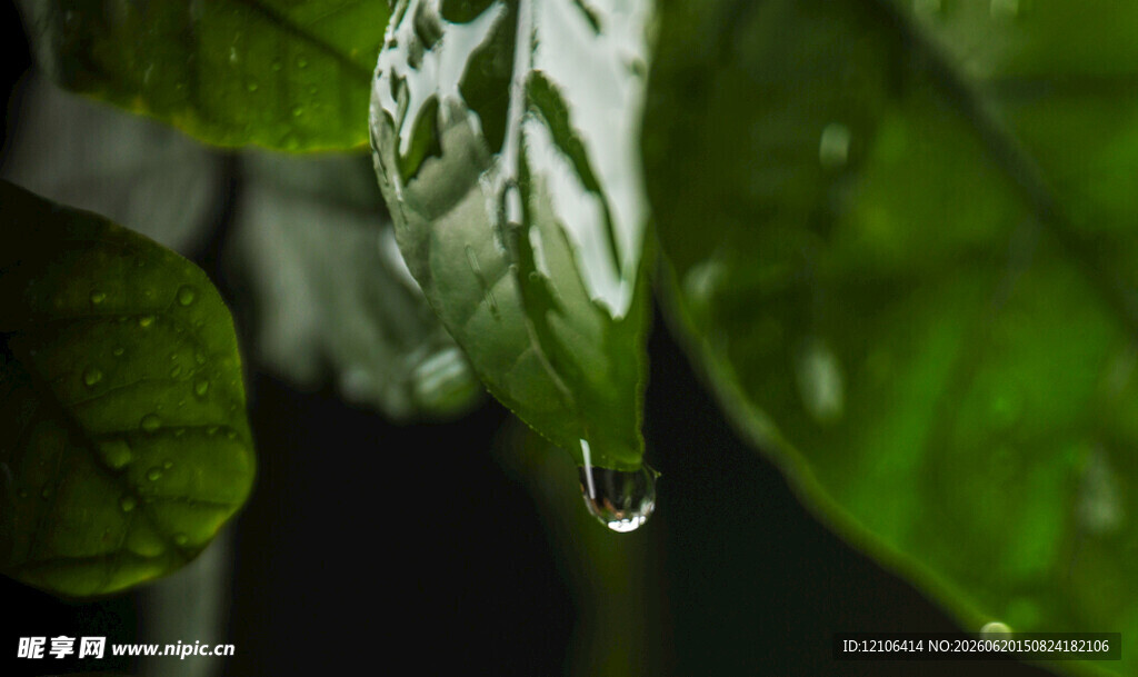 绿叶上的晶莹水珠
