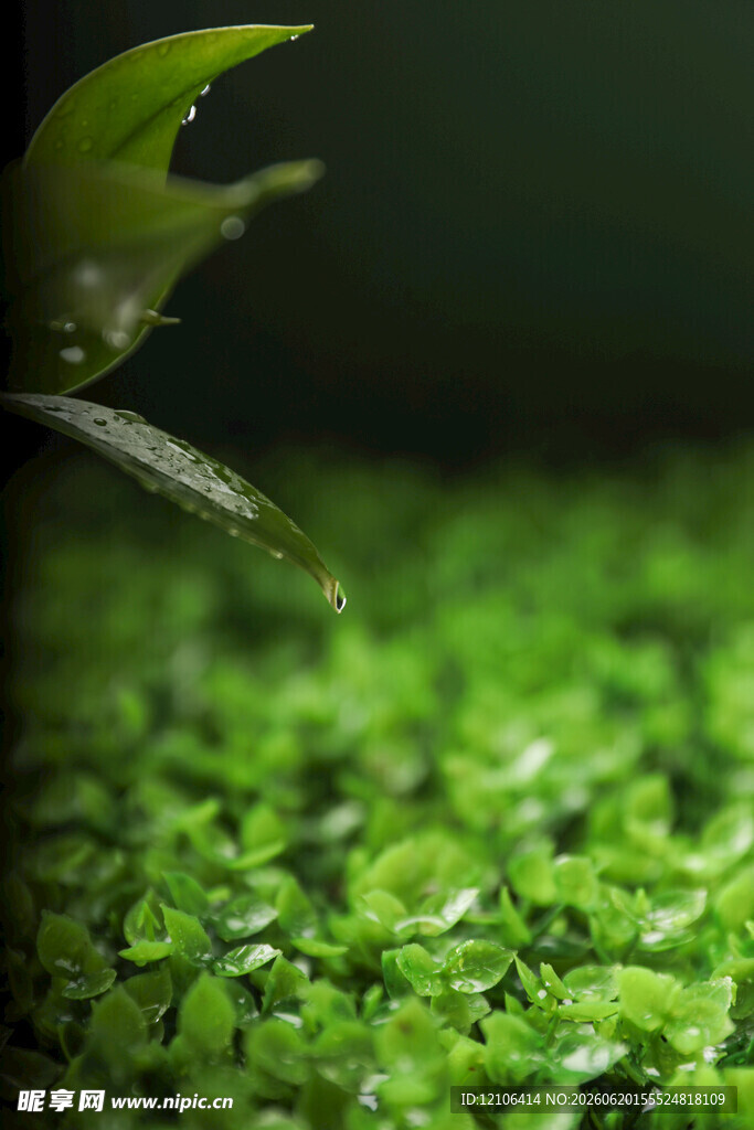 翠绿鲜嫩的水生植物景观