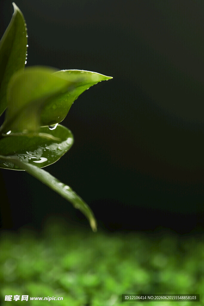 嫩绿新芽展现生命活力