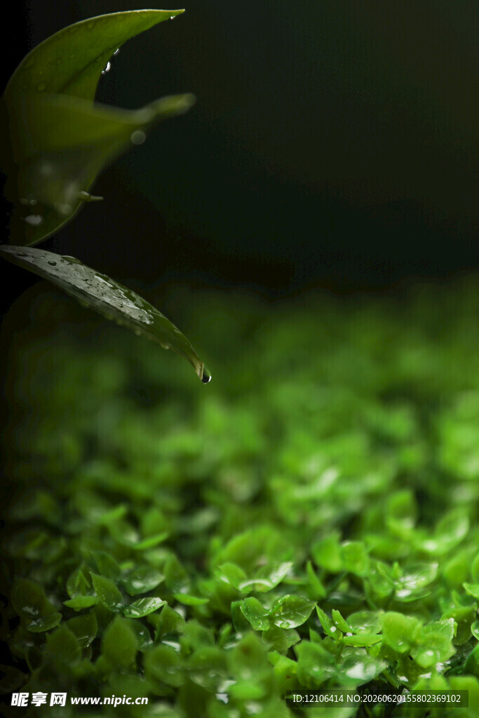 翠绿水草生机盎然的景致