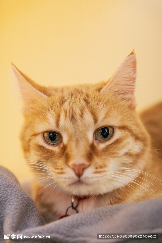 橘猫惬意躺卧