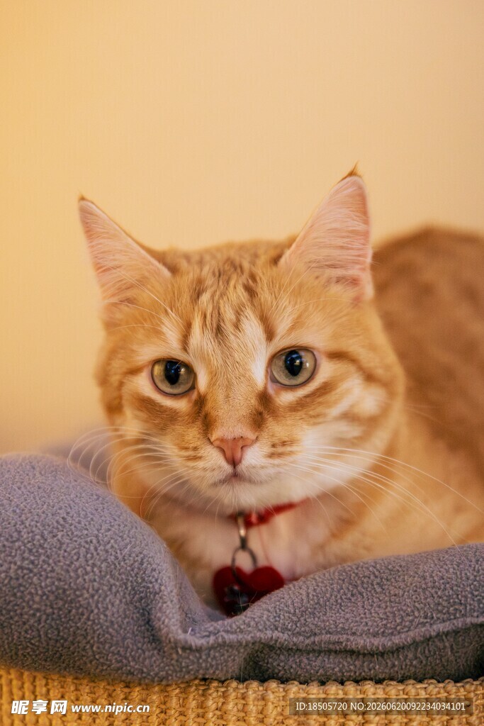 橘猫趴卧