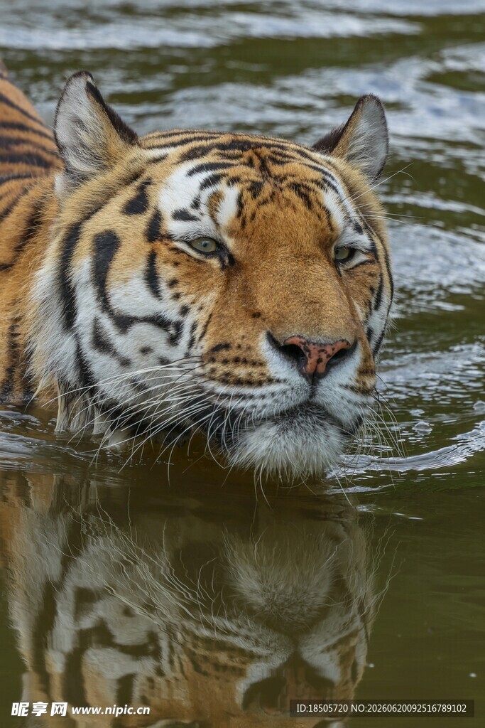 水中老虎