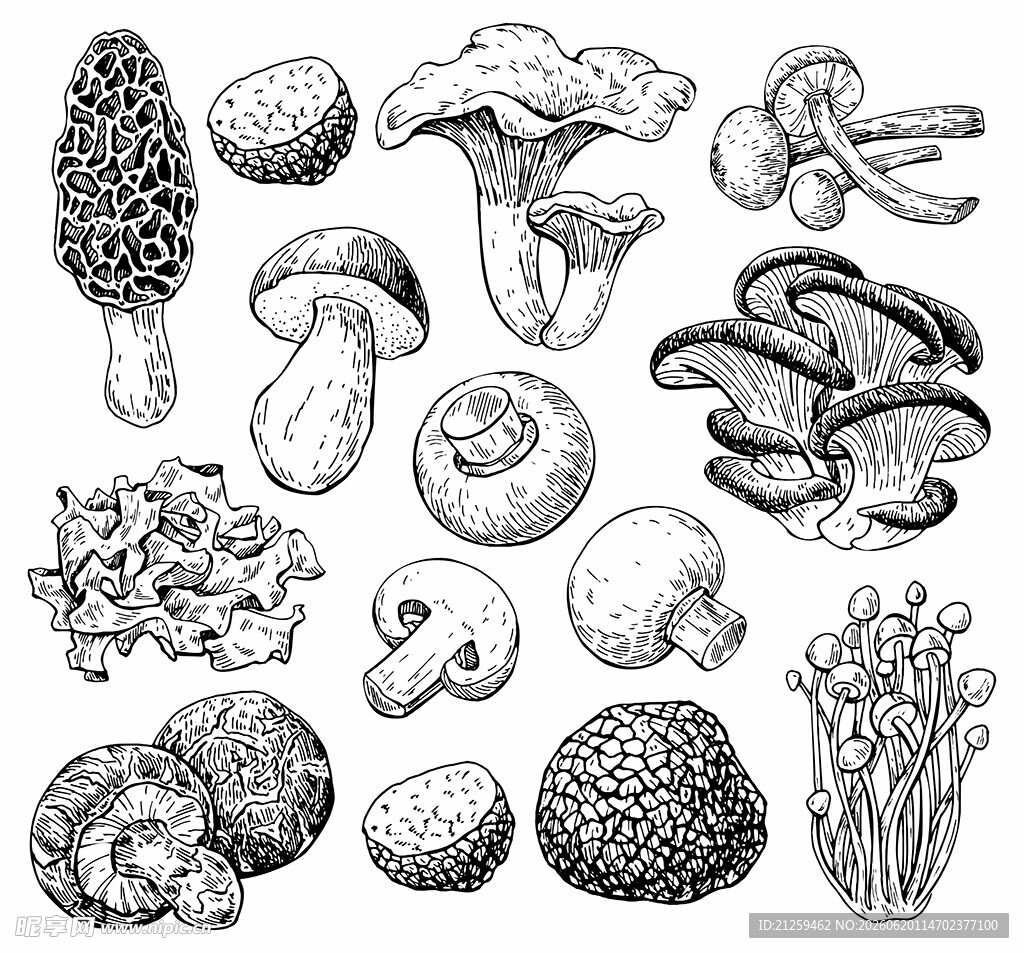 手绘蘑菇矢量图
