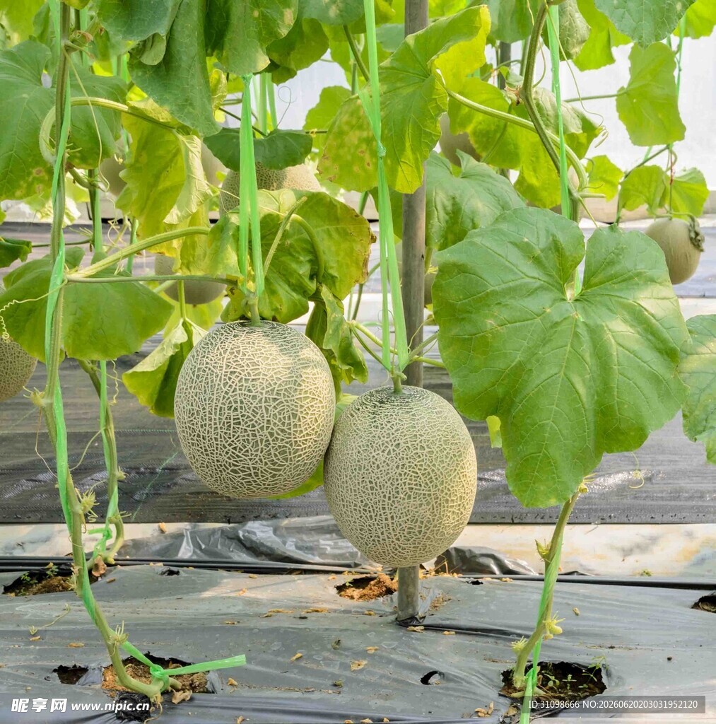 藤蔓上的两个成熟甜瓜