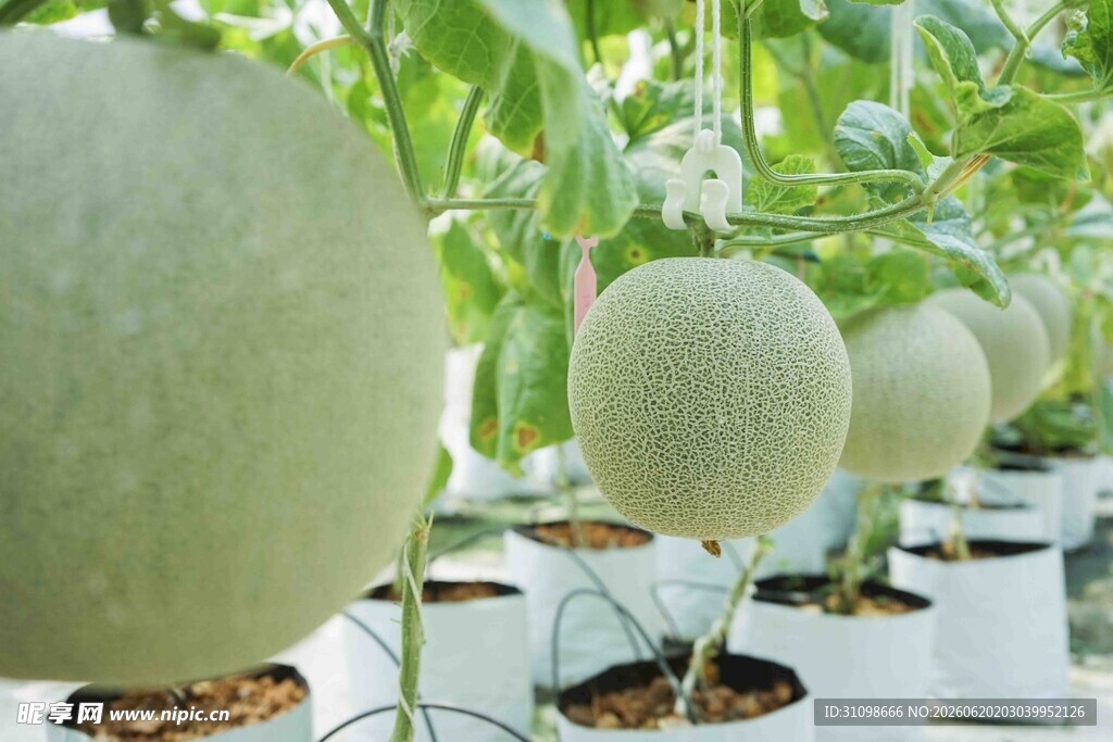 温室里的甜瓜植株