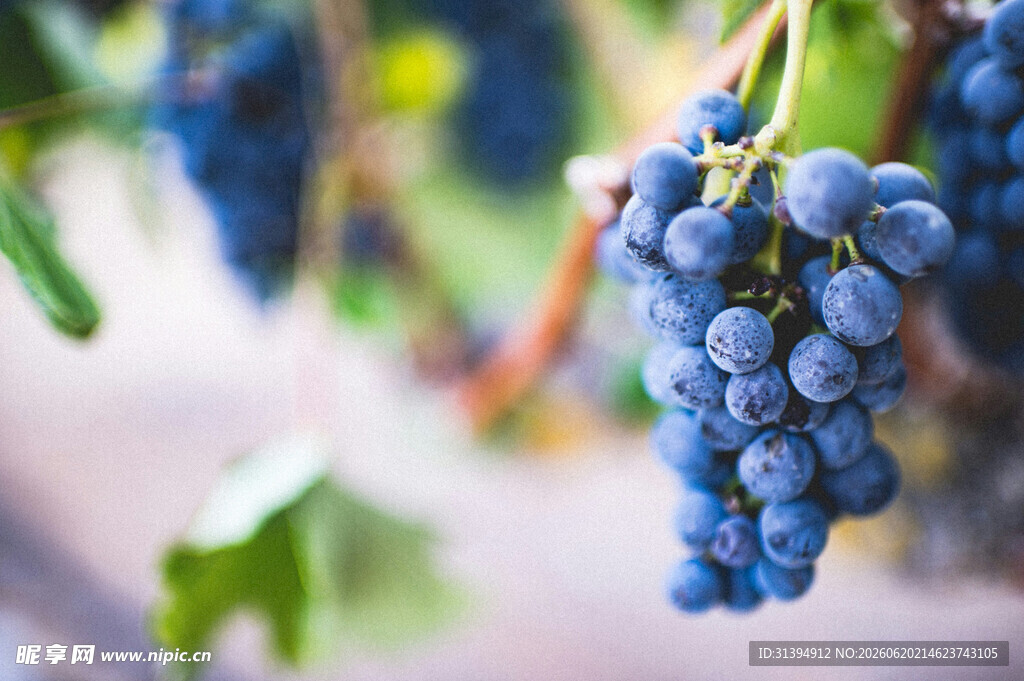 饱满蓝紫色葡萄垂挂枝头