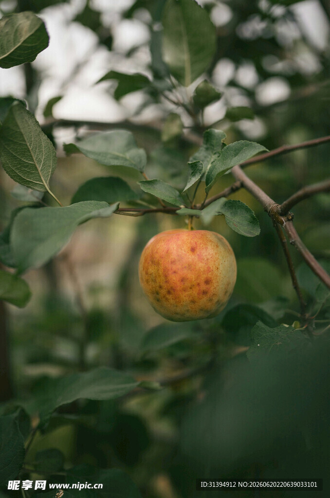 枝头的诱人果实