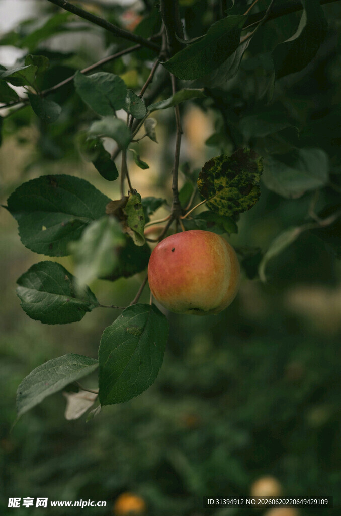 枝头红苹果绿叶相伴