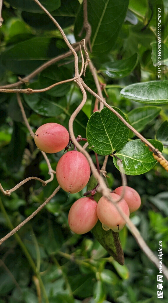 枝头红果挂
