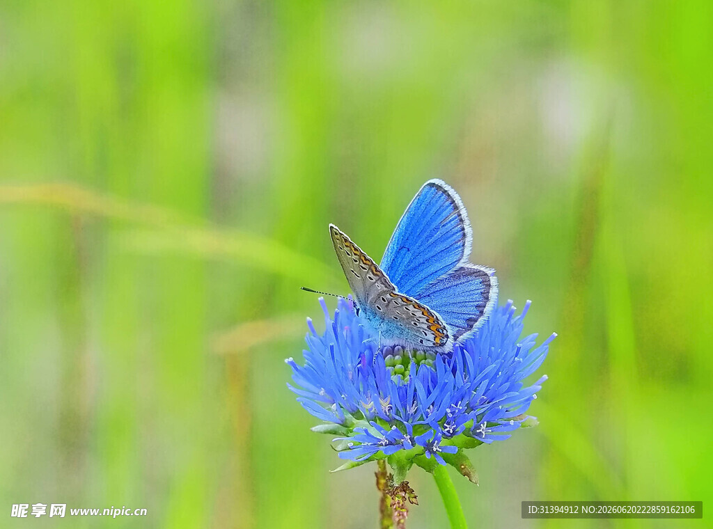蓝蝶停驻蓝花上