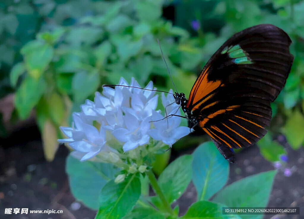 黑脉金斑蝶停驻蓝花上