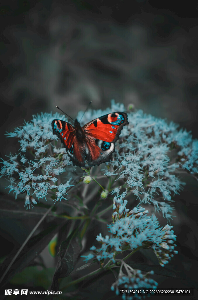 红蝶停蓝花上的美妙瞬间