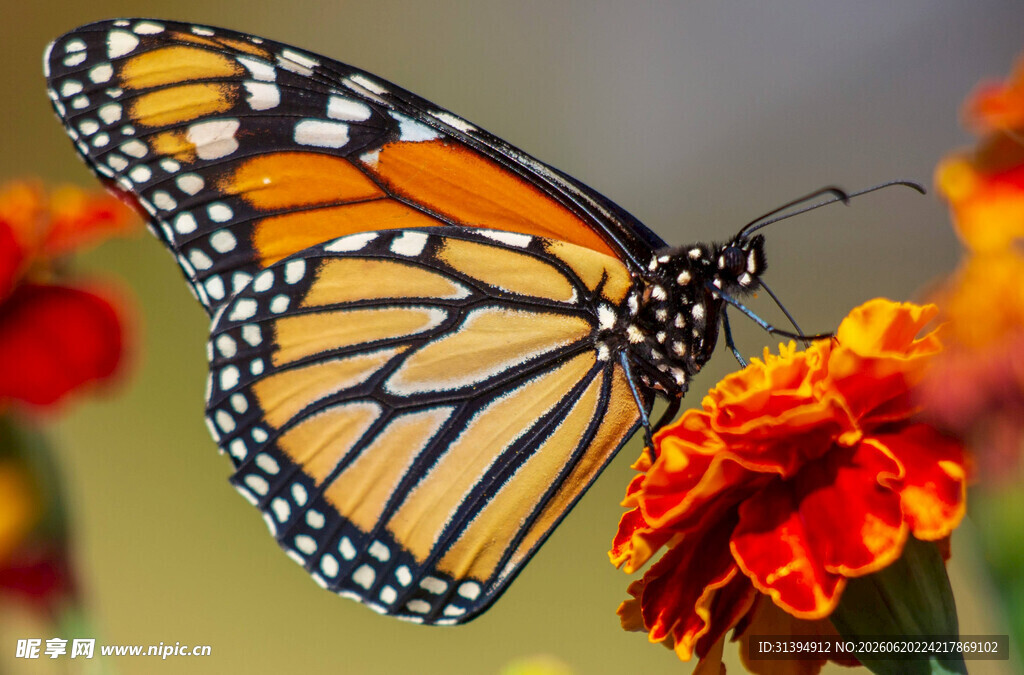 帝王蝶停驻艳丽花朵