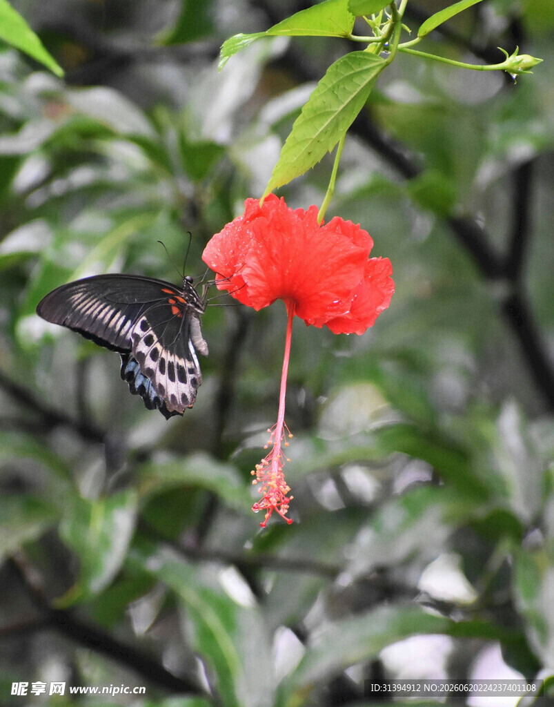 蝴蝶停驻红扶桑花