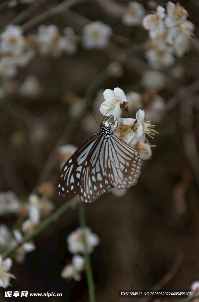 蝴蝶停驻于白色小花上